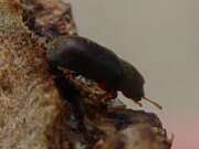 Thumbnail 385607 C