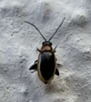 Thumbnail 385613 B
