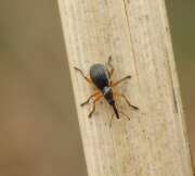 Thumbnail 385704 A
