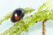 Thumbnail 385705 B