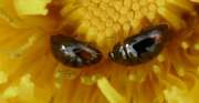 Thumbnail 385706 A