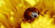 Thumbnail 385706 B