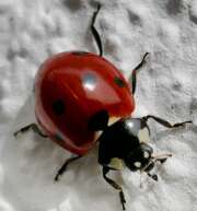 Thumbnail 385707 A