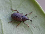 Thumbnail 385713 A