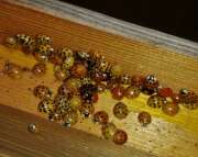 Thumbnail 385722 B