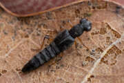 Thumbnail 385737 B