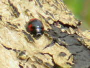 Thumbnail 385745 A