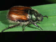 Thumbnail 385786 A