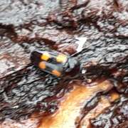 Thumbnail 385796 B