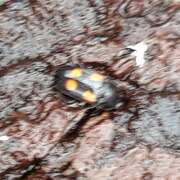 Thumbnail 385796 C