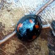 Thumbnail 385802 B