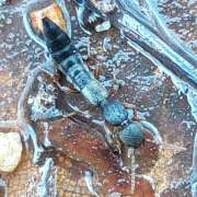 Thumbnail 385813 A