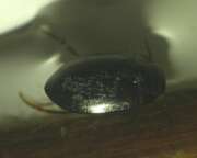 Thumbnail 385935 A