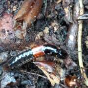 Thumbnail 385971 B
