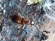 Thumbnail 386005 A