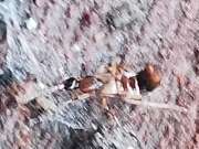 Thumbnail 386005 C