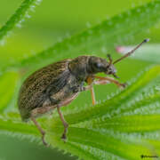 Thumbnail 386021 A