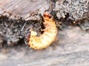 Thumbnail 386029 B