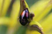 Thumbnail 386073 A