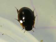 Thumbnail 386082 A