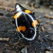 Thumbnail 386161 B