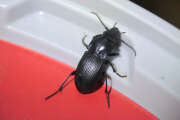 Thumbnail 386176 A