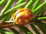 Thumbnail 386184 A