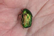 Thumbnail 386186 A