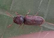 Thumbnail 386205 B