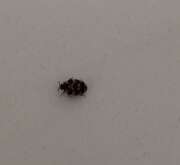 Thumbnail 386361 B