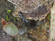 Thumbnail 386417 A