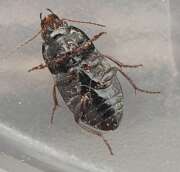 Thumbnail 386472 B