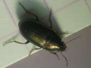 Thumbnail 386495 B