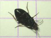 Thumbnail 386495 C