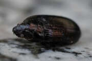 Thumbnail 386502 B