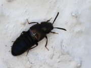 Thumbnail 386528 B