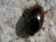 Thumbnail 386580 B