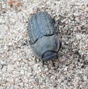 Thumbnail 386614 C