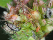 Thumbnail 386675 A