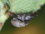 Thumbnail 386675 B