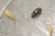 Thumbnail 386701 A