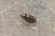 Thumbnail 386701 B
