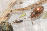 Thumbnail 386703 A