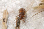 Thumbnail 386703 B