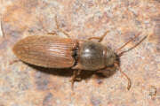 Thumbnail 386705 A