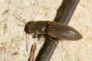 Thumbnail 386705 B