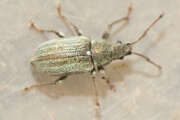 Thumbnail 386707 B