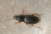 Thumbnail 386709 A