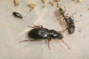Thumbnail 386709 B