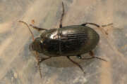 Thumbnail 386712 A
